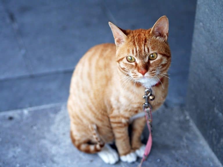 Adopter un chat : comment faire le bon choix ?