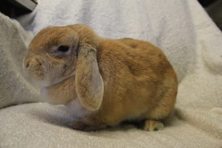 Adopter un lapin comme animal de compagnie