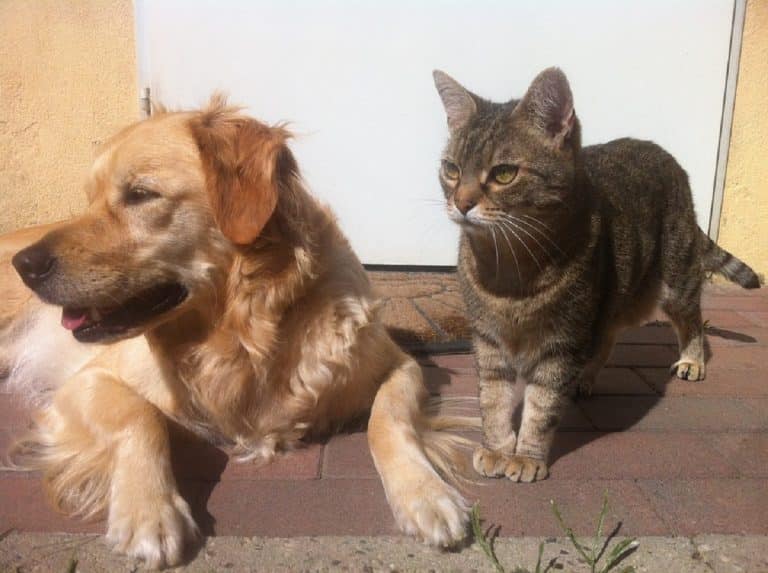 A quoi faut-il s’attendre dans l’adoption d’un animal à 4 pattes ?