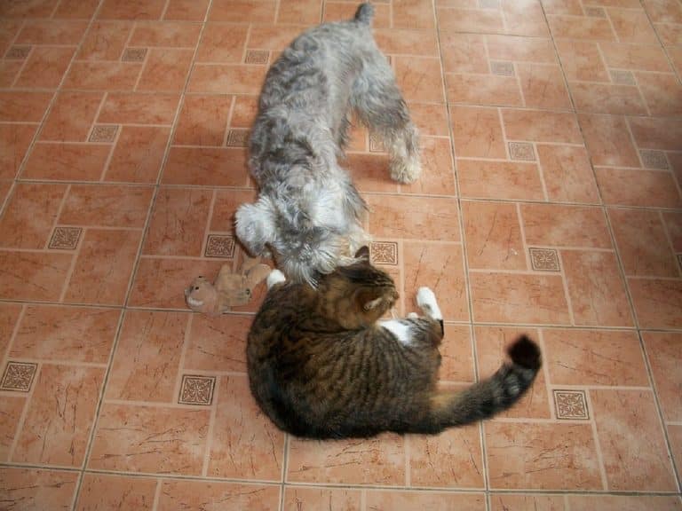 Comment choisir entre l’adoption d’un chien ou d’un chat ?