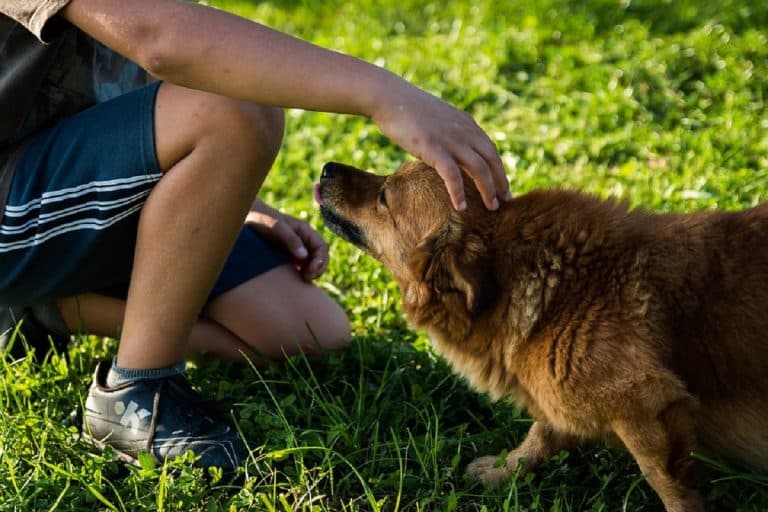 Comment adopter un animal de compagnie ?