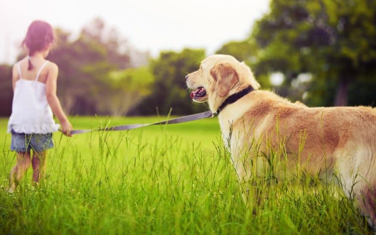 Taux d’indemnisation à considérer pour une assurance d’animal domestique