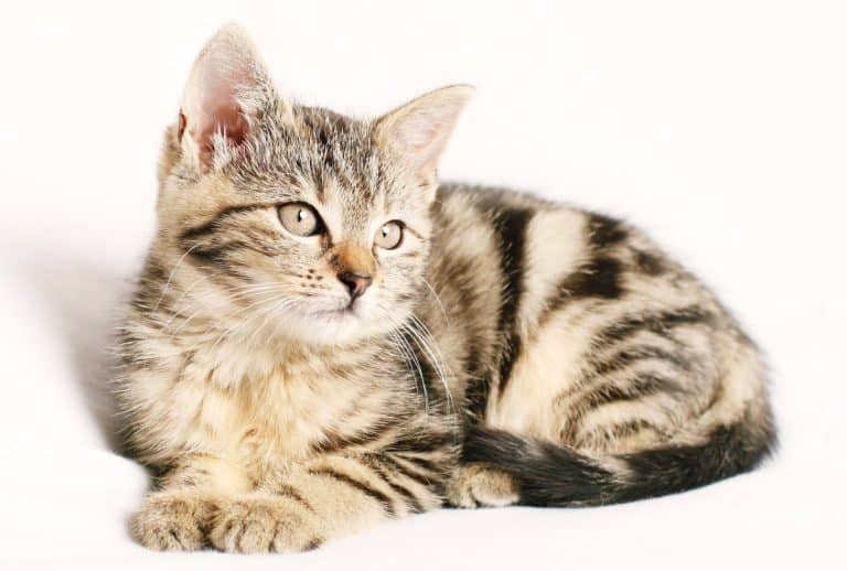 Comment éprouver son amour pour un chat ?