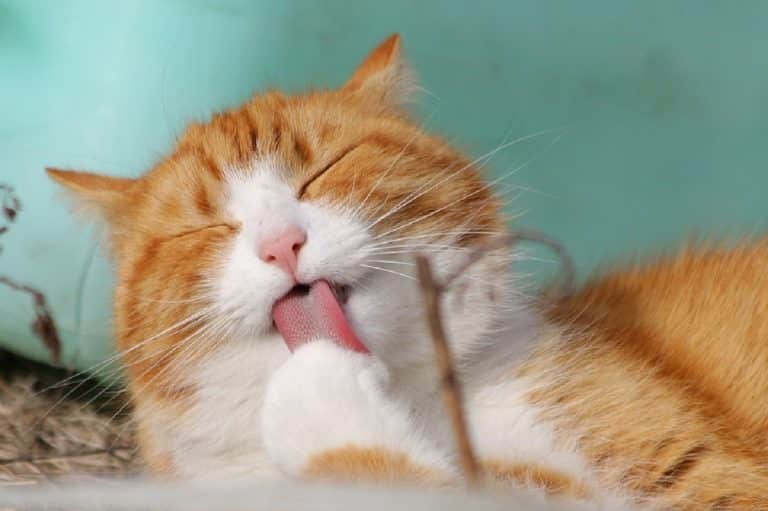Les réalités à savoir sur les chats