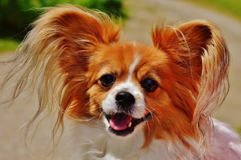 Le Chihuahua : Le chien le plus tendance du monde