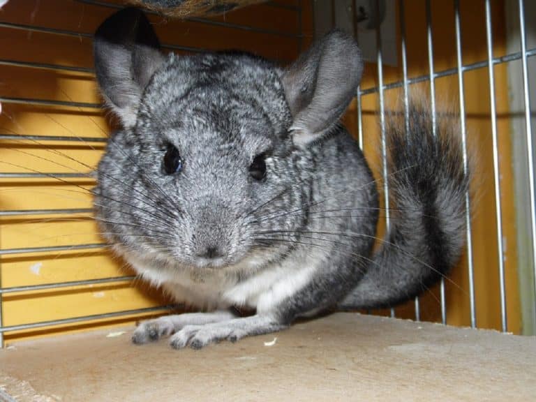 En apprendre plus sur le Chinchilla