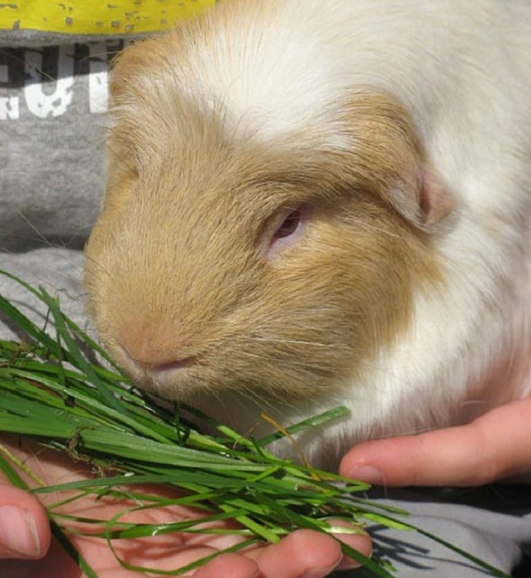 Comment nourrir convenablement un cochon d’Inde ?