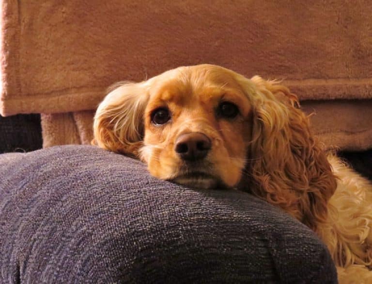 Zoom sur la race de chien Cocker