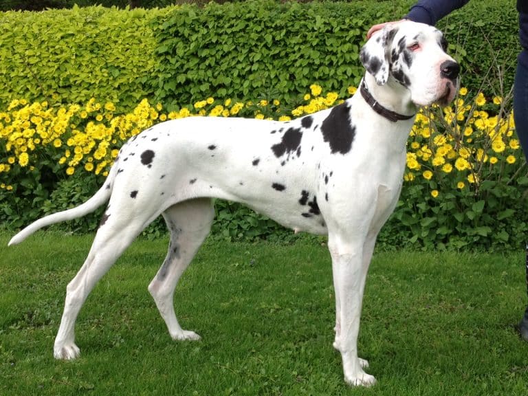 Le dogue allemand réputé pour être le meilleur ami de l’homme