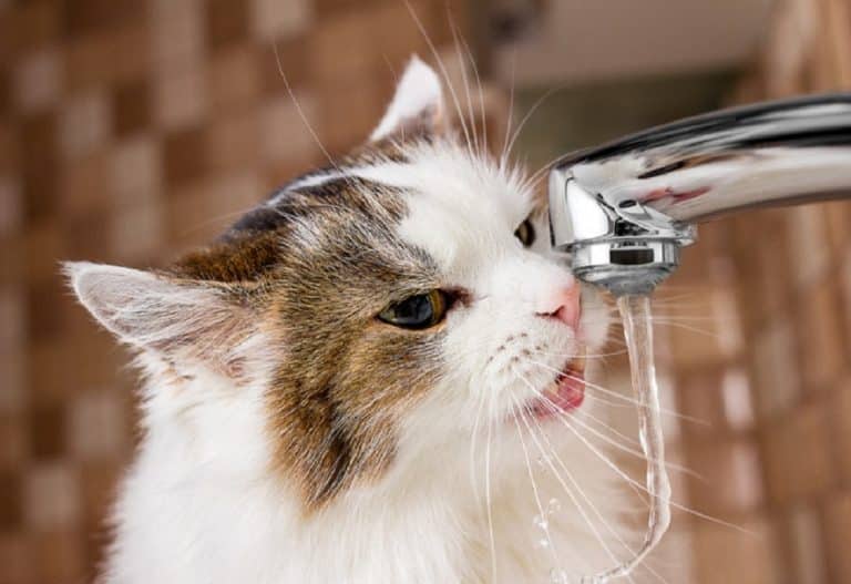 Fontaine à eau : une autre façon de donner à boire à son chat