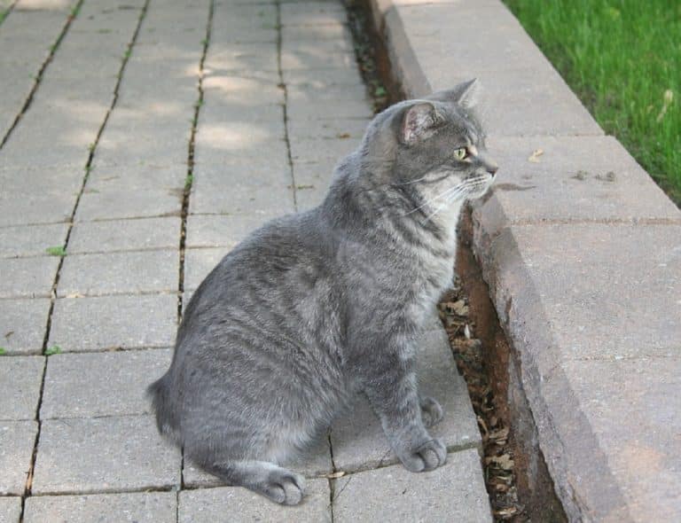 Mieux connaitre le Manx Cat