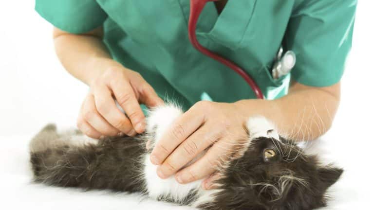 Quel budget alloué pour la santé des animaux durant l’année ?