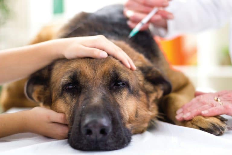 Les avantages de la souscription à une assurance pour animaux domestiques
