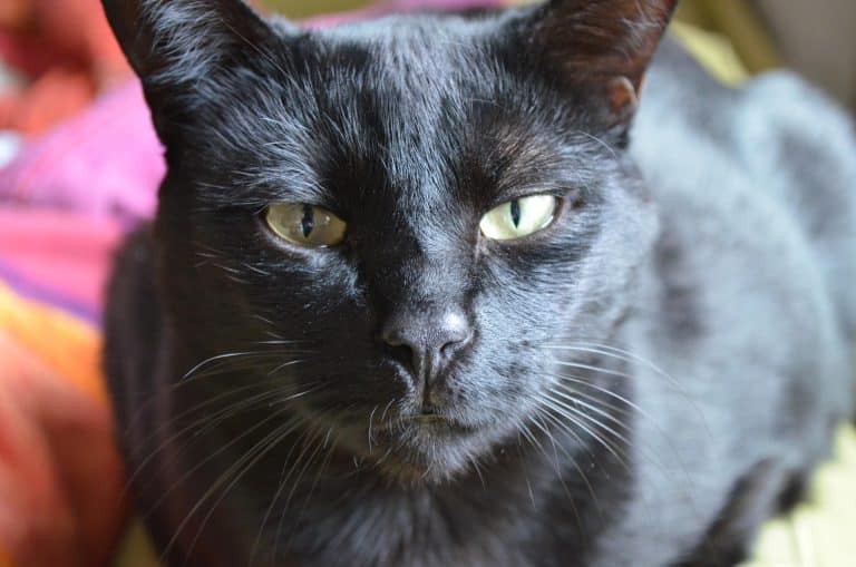 Que faire en cas d’infection urinaire de son chat ?