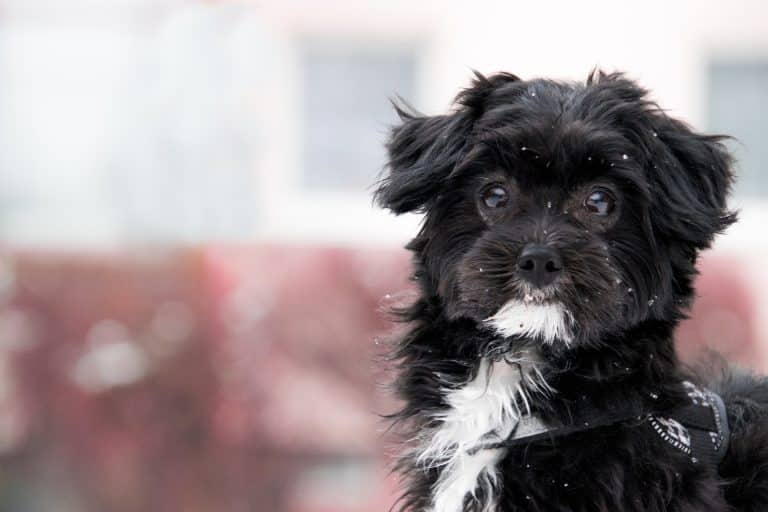 Des conseils utiles pour bien prendre soin de son chien