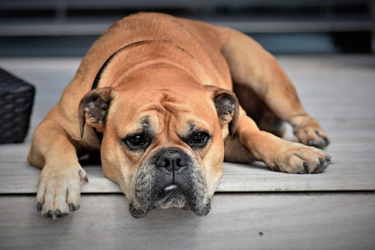 Les dangers du chocolat pour votre chien