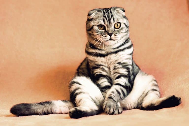 Pourquoi les animaux domestiques devraient avoir leur propre chambre ?