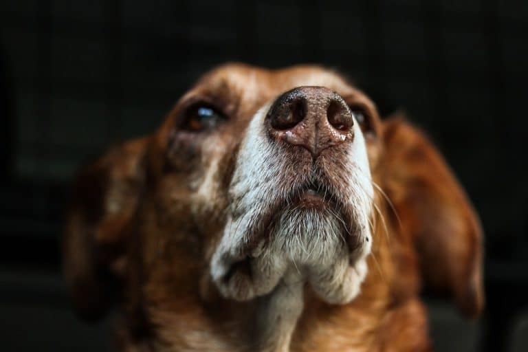 L’obésité chez les chiens