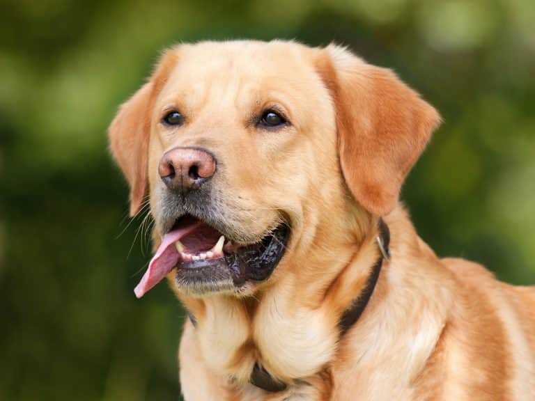 Comment éliminer les puces de chien de votre maison ?
