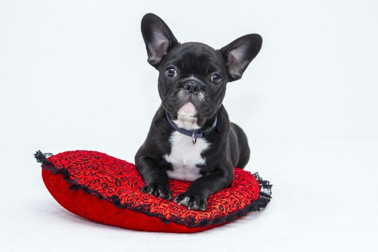 La vaccination de votre chien est importante
