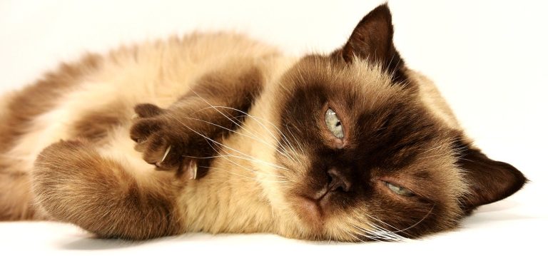 La tuberculose chez les chats