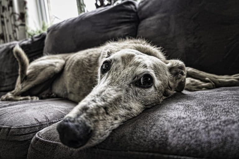 Il n&rsquo;est pas trop tard pour enseigner à votre chien les compétences de socialisation