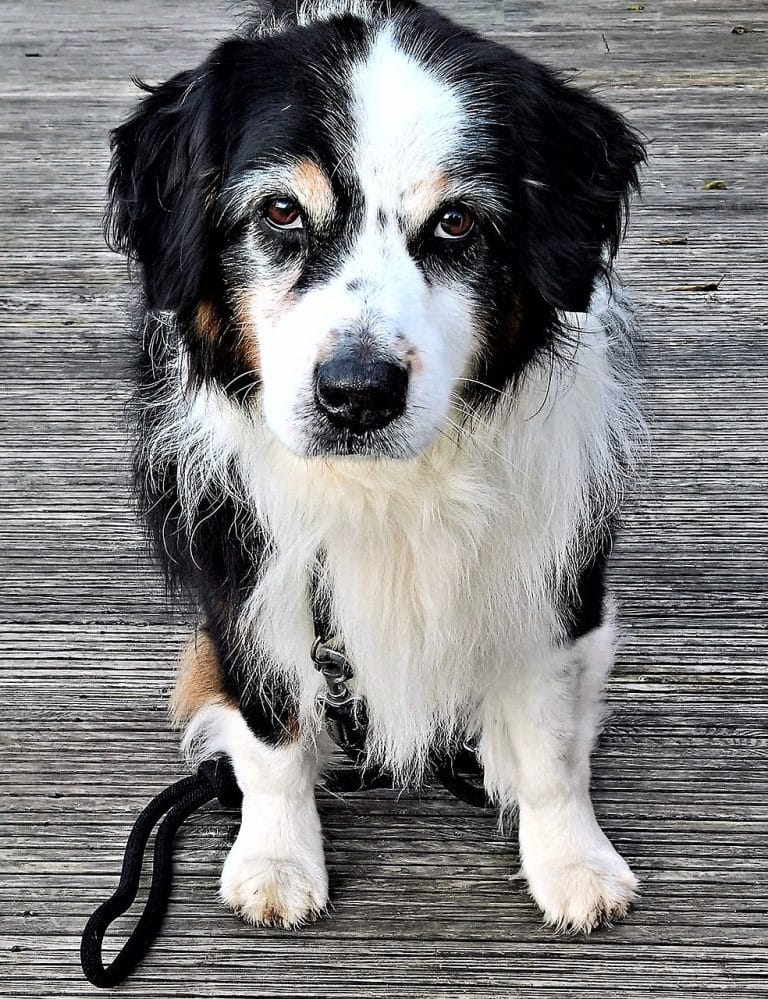 Les moyens de renforcer la confiance avec votre chien adulte