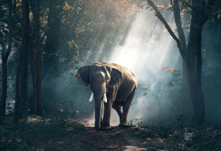 Les animaux sauvages de la jungle s’attaquent à nos salons