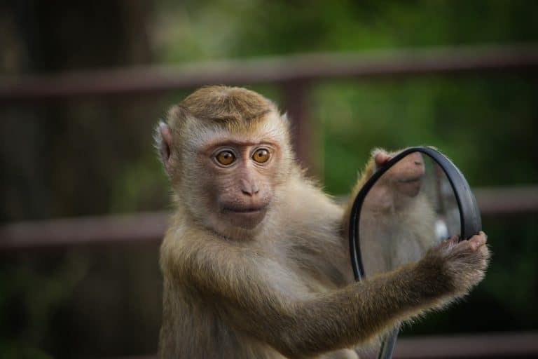 Les différentes races de singe que vous pourriez domestiquer