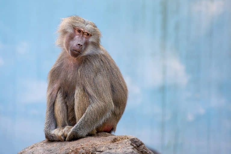Les multitudes de problèmes que vous pourriez avoir à cause d’un singe domestique