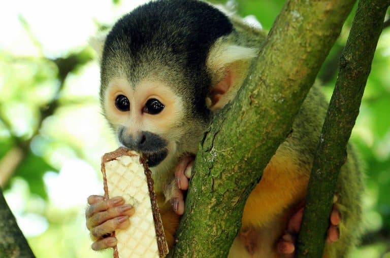 Apprenez à connaître les caractéristiques et les comportements d’un primate avant d’en adopter