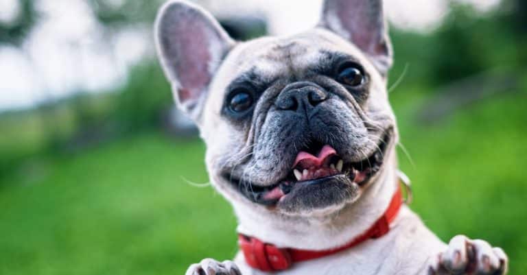 Les chats et les chiens : qui est le meilleur animal de compagnie ?
