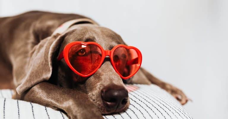 Quel est le rôle du cœur chez les animaux ?