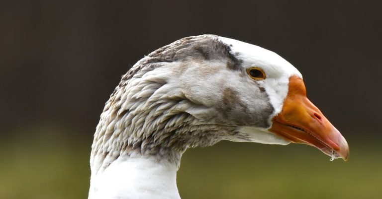 Quelles sont les fascinantes légendes de la nature ?