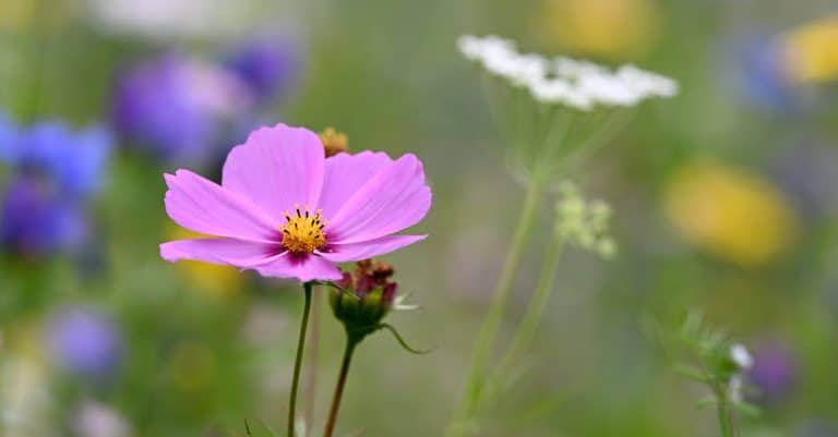 Quelles sont les secrets de la beauté des harmonies sauvages ?