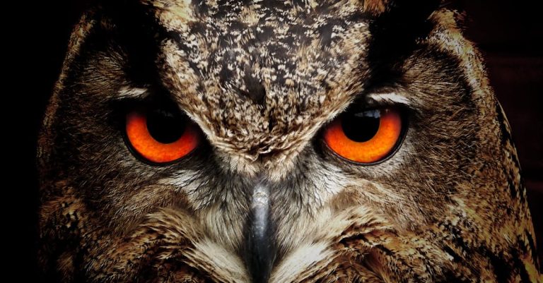 Pourquoi les animaux sauvages sont-ils si fascinants ?