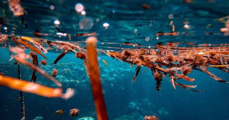Quelles sont les dernières découvertes de l&rsquo;exploration marine ?