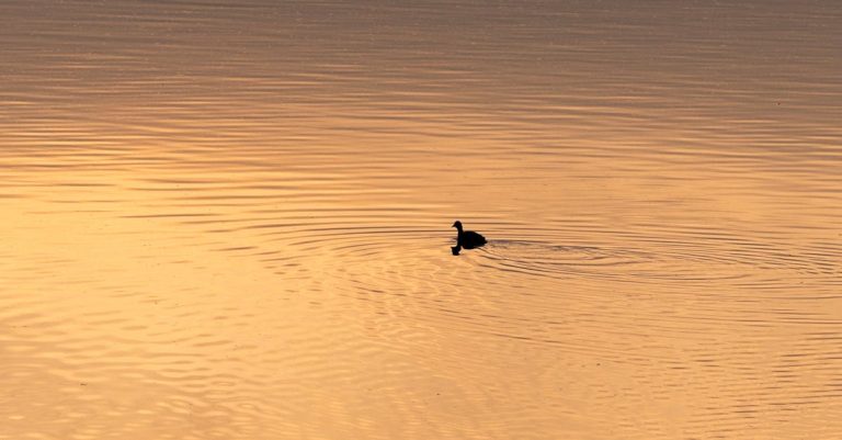 Quels sont les secrets de nos amis à plumes ?