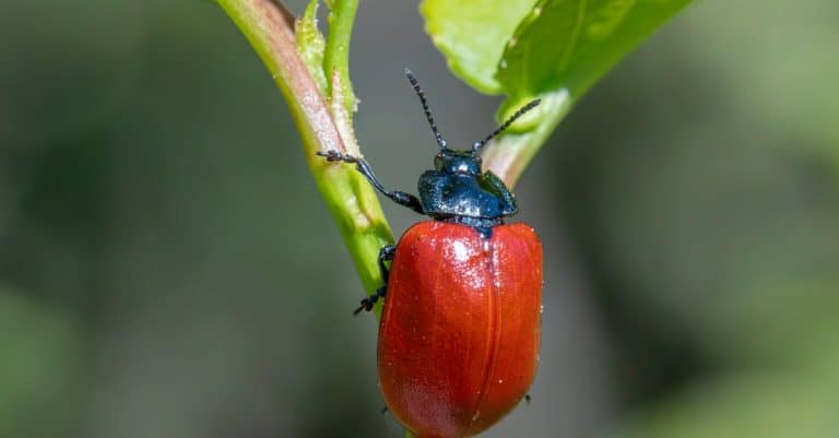 Comment favoriser la biodiversité des insectes dans votre jardin ?