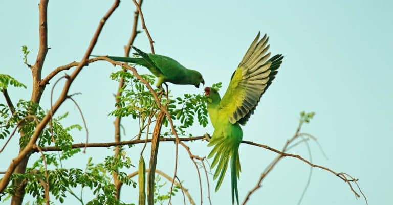 Quelle est la magnifique vie des oiseaux ?