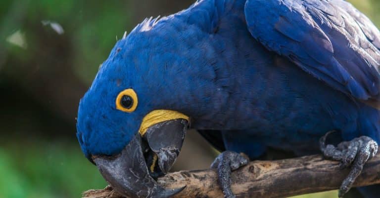 Quels animaux exotiques peuvent être adoptés comme animaux de compagnie ?