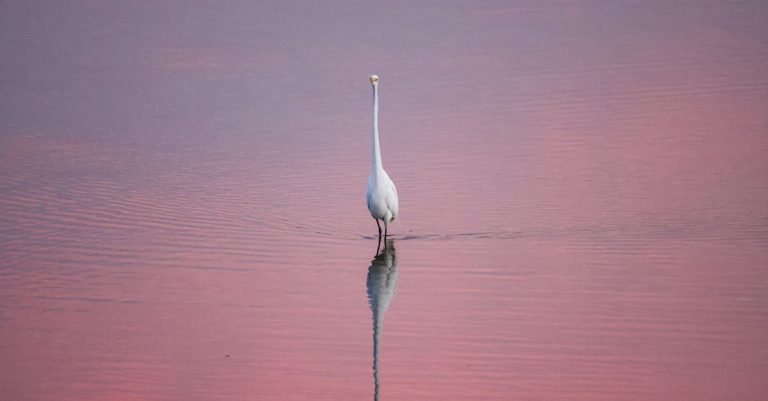 Quels sont les mystères fascinants du monde animal ?