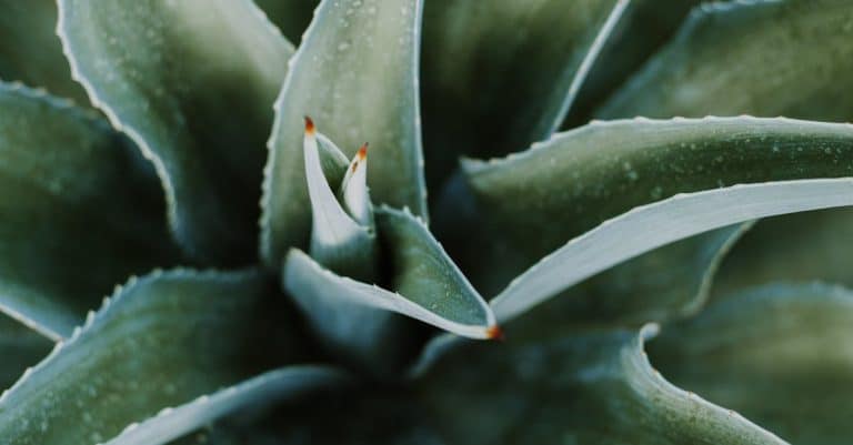 Quelle est l&rsquo;importance de la faune et de la flore pour notre environnement ?
