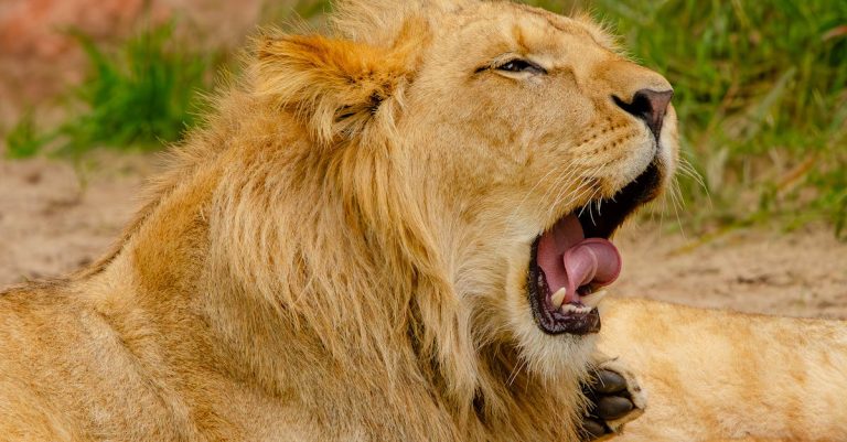 Quelles sont les particularités du règne animal ?
