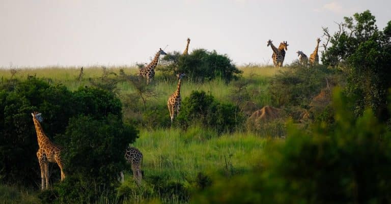 Quels sont les secrets bien gardés de la savane ?