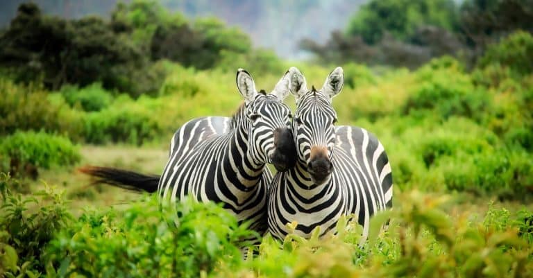 Les animaux sont-ils de véritables globe-trotteurs ?