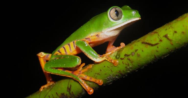 Le règne animal est-il en péril ?