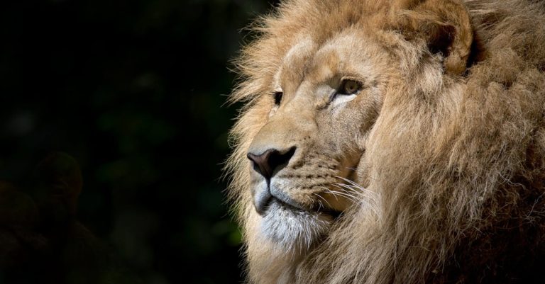 Quels mystères se cachent derrière la faune ?