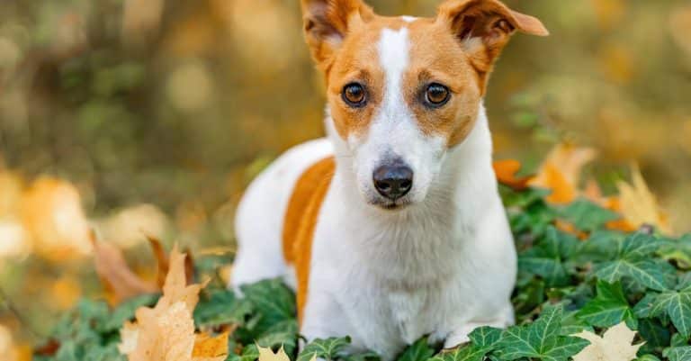 Quels sont les animaux les plus extraordinaires de la nature ?
