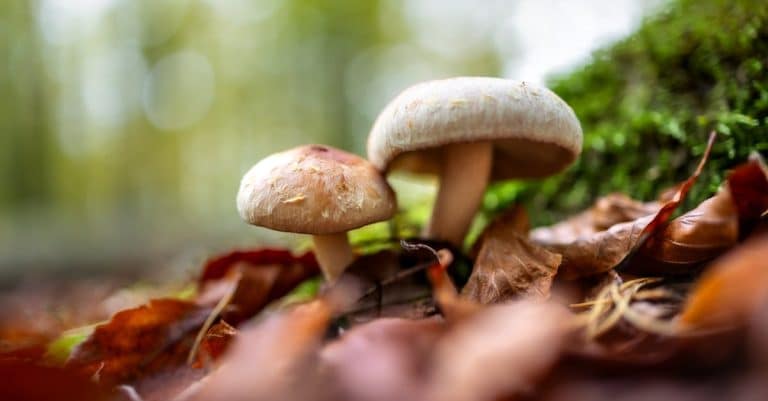 La magie sauvage : un mystère à découvrir ?